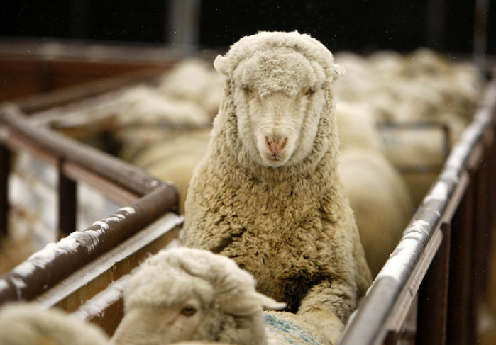Sheep Rancher